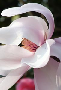 camellia, camellia companions, magnolia, acer, rhododendron, azalea, hydrangea,